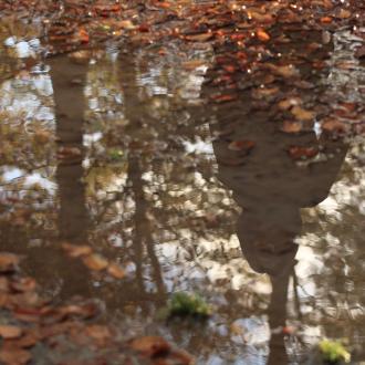 Reflet dans une flaque d'eau parsemée de feuilles mortes