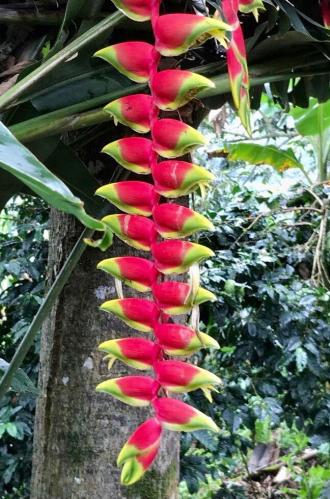 Plante déscendante avec des couleurs rouges vif et vertes